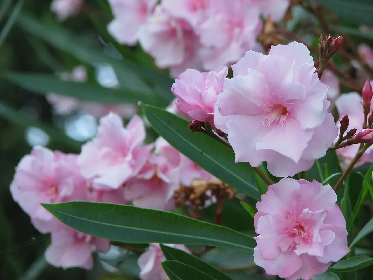 3. Oleander: The Hedgerow Hiding a Heart Threat (Image Credits: Pixabay)