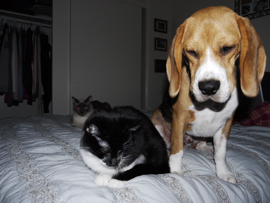 They Form Associations Rather Than Personal Resentments (Image Credits: Flickr)