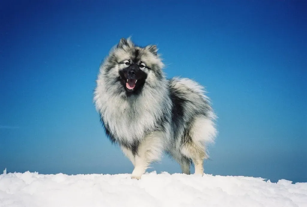 19. Keeshond – Fluffy Companion Built for Frost (Image Credits: Rawpixel)