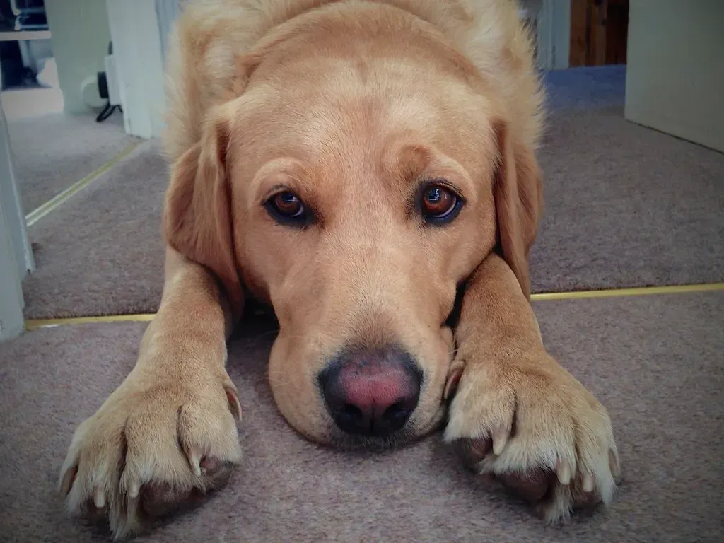 Labrador Retriever (Winniepix, Flickr, CC BY 2.0)