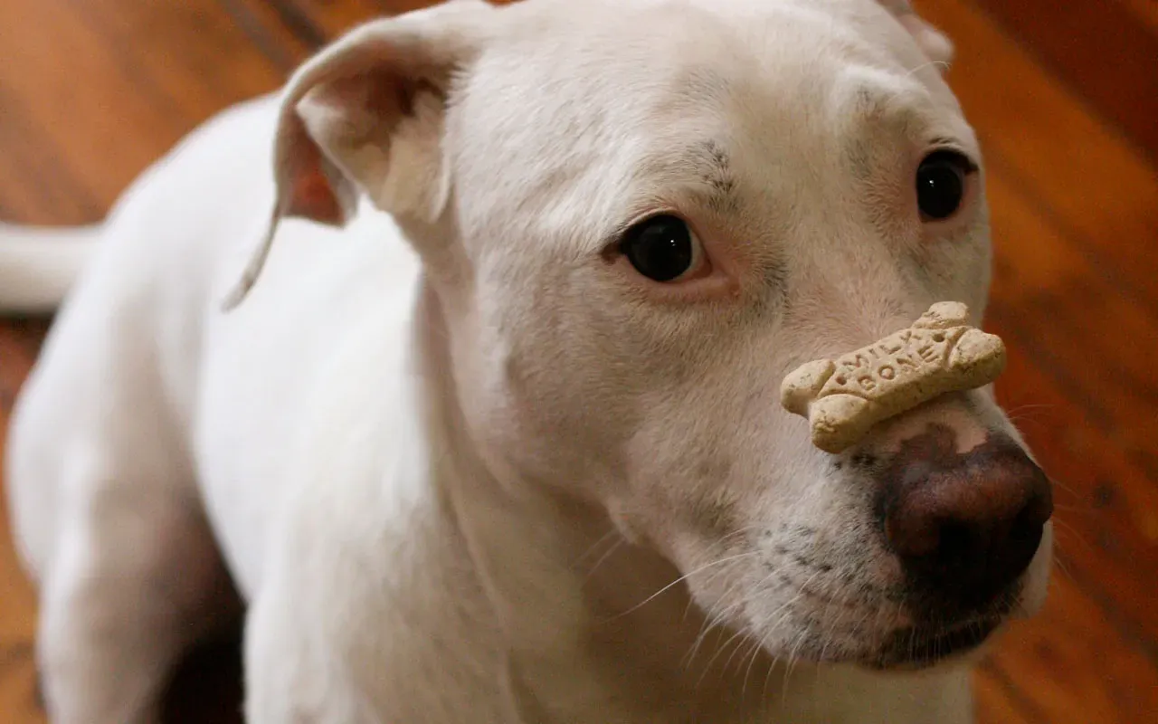 Reading the Room: Dogs Are Masters of Context (By https://www.flickr.com/photos/pbump/with/5637773582/, CC BY-SA 2.0)