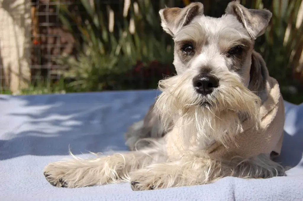 #12. Miniature Schnauzer (Image Credits: Rawpixel)