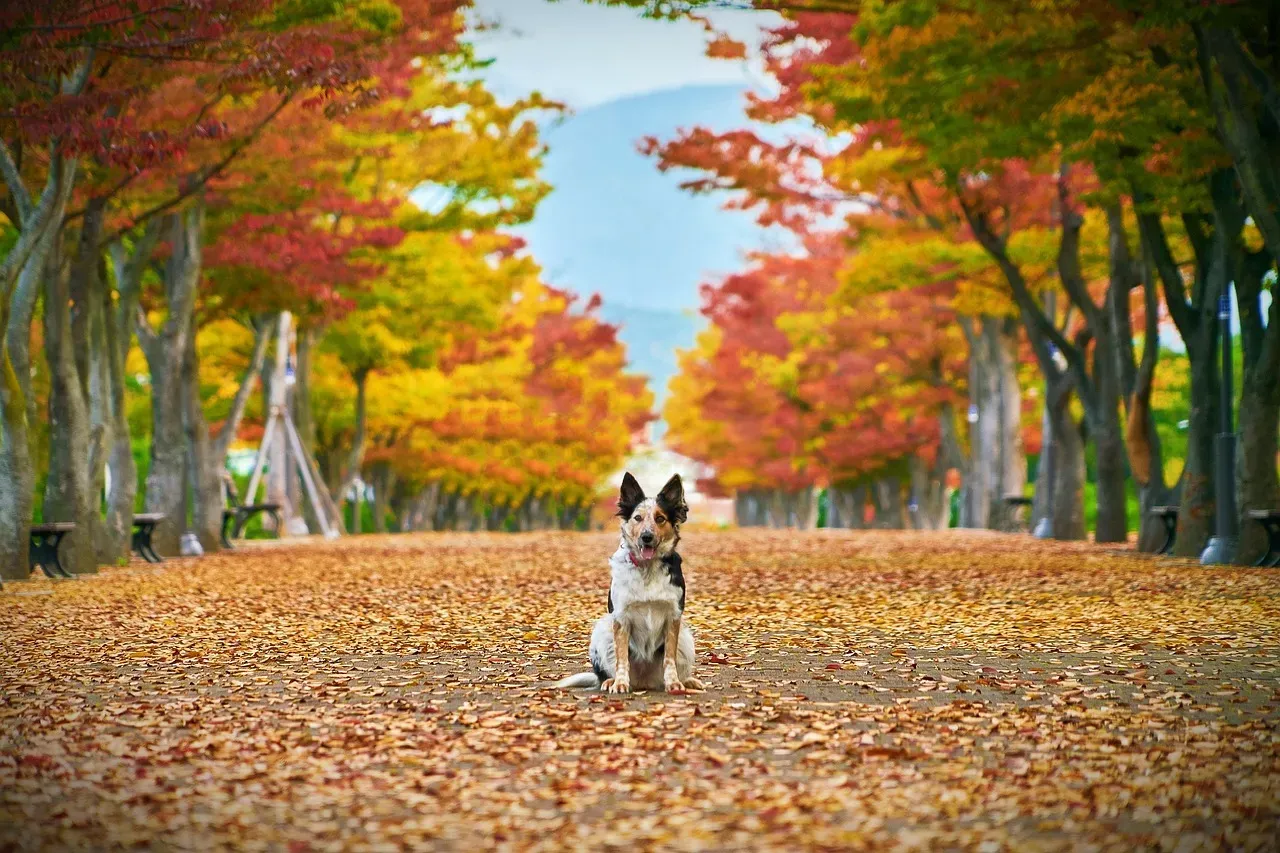 Conclusion: Celebrating Your Dog's Seasonal Story (Image Credits: Pixabay)