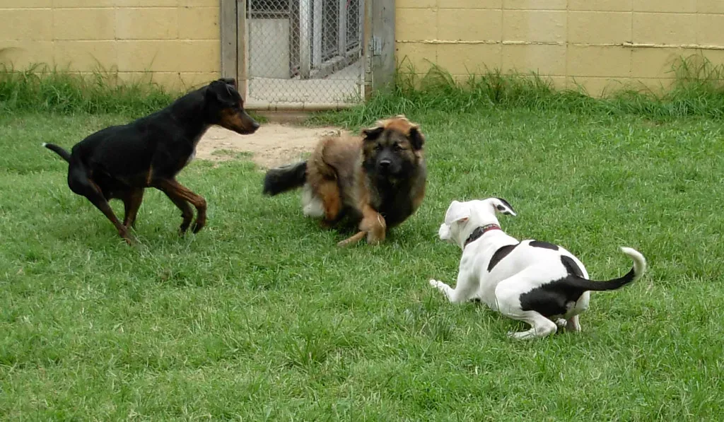 Recognizing Happy Zoomies vs. Anxious Ones (Image Credits: Flickr)