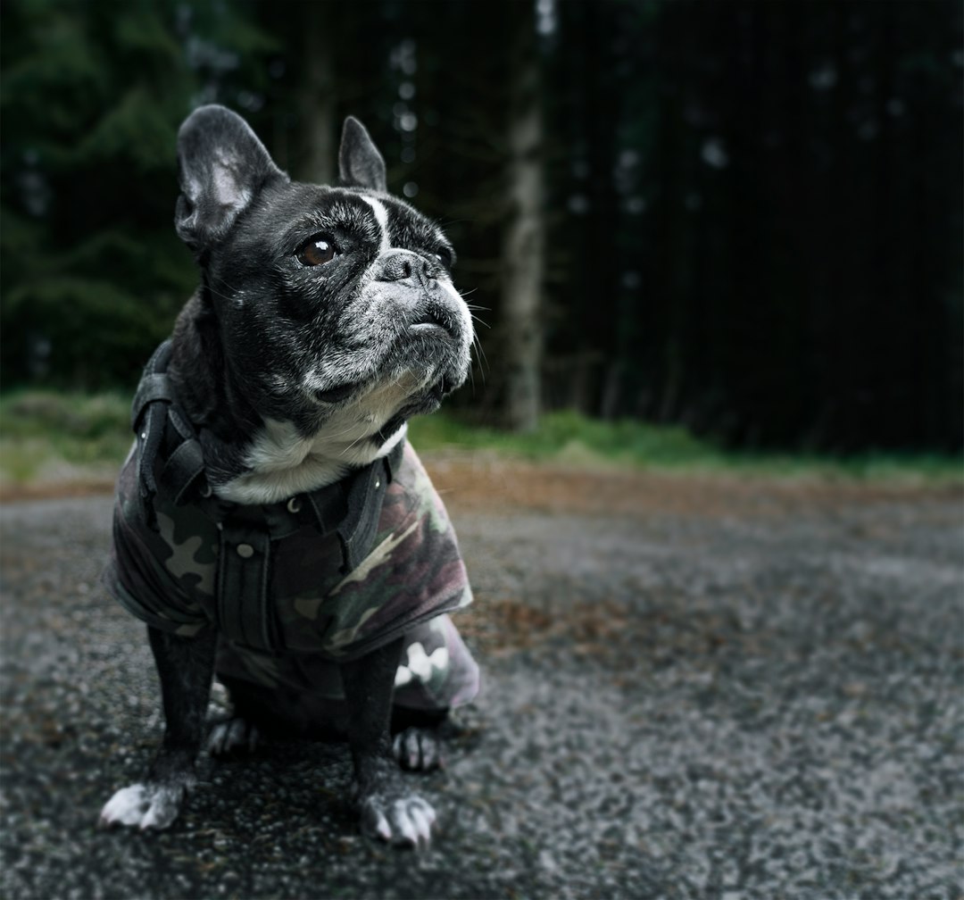 Brachycephalic Obstructive Airway Syndrome (BOAS) (Image Credits: Unsplash)