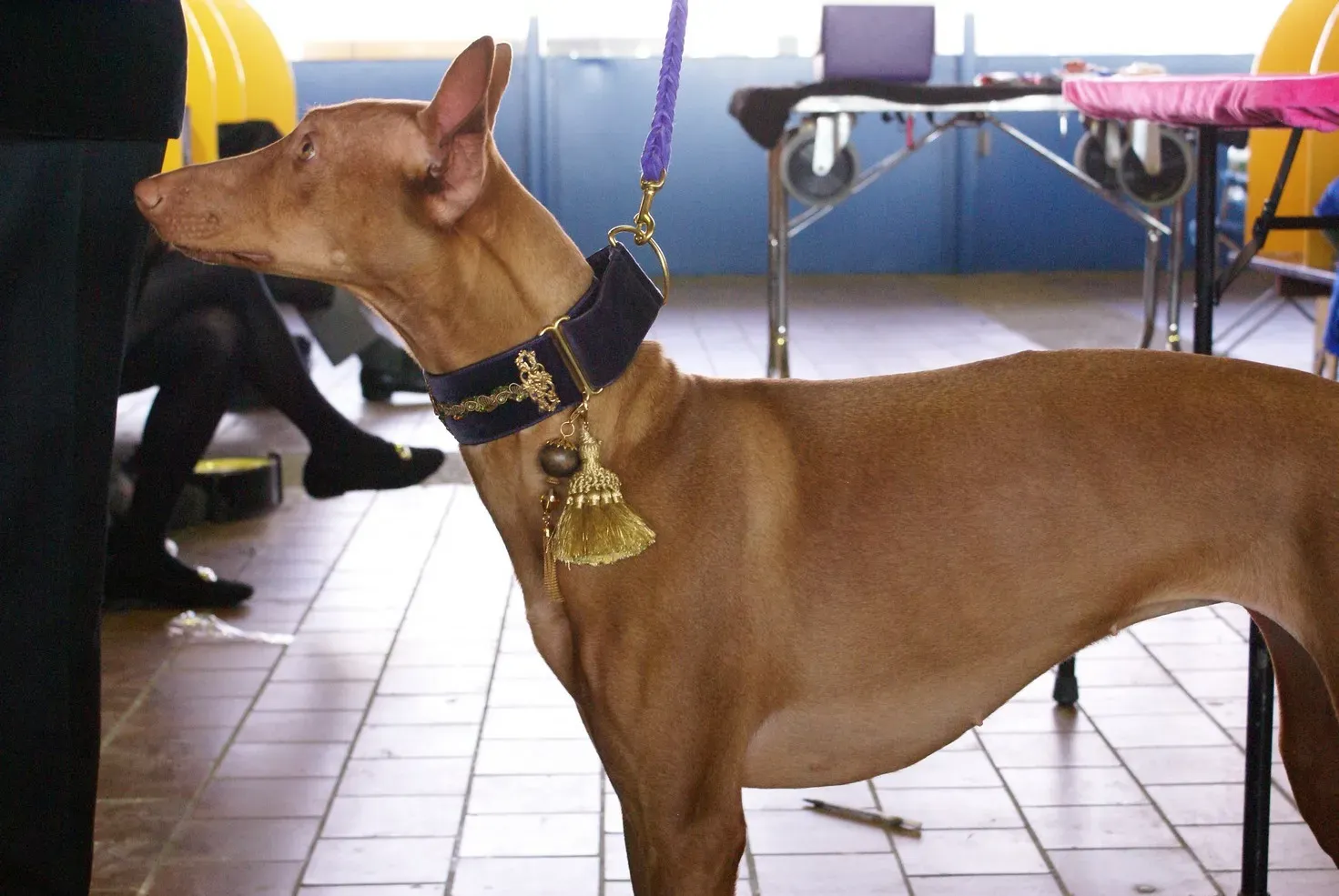 #4 – Using the Same Leash and Collar for Every Walk (2014 Westminster Kennel Club Dog Show, CC BY 2.0)