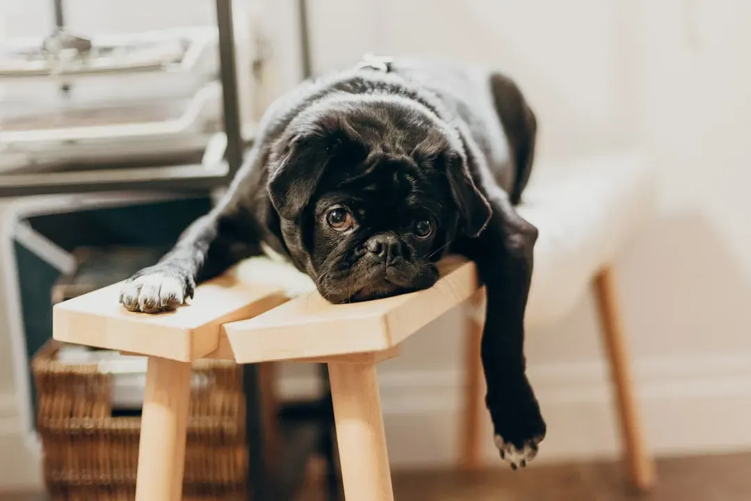 Boredom and Under-Stimulation: When Life Becomes Too Predictable (Image Credits: Unsplash)