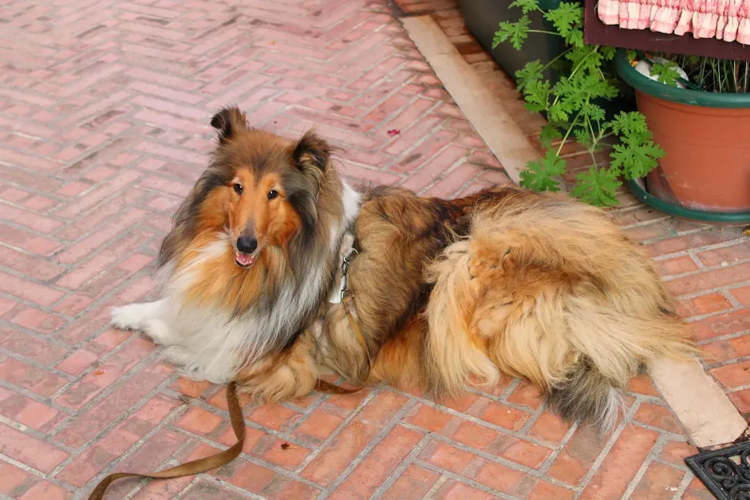 Collie: The Thoughtful Companion Who Truly Understands (Image Credits: Unsplash)