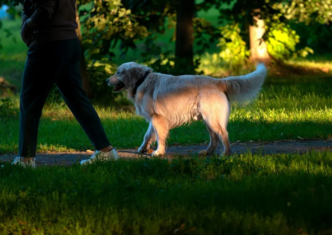 #2 - The Predictable Evening Walk That's Really Therapy (Image Credits: Unsplash)