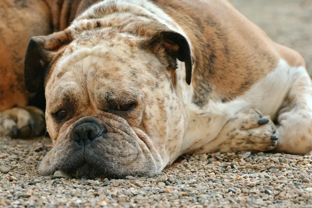 Boxer: The Perpetual Kid Who Matures Into a Sweet, Mushy Senior (Image Credits: Pixabay)