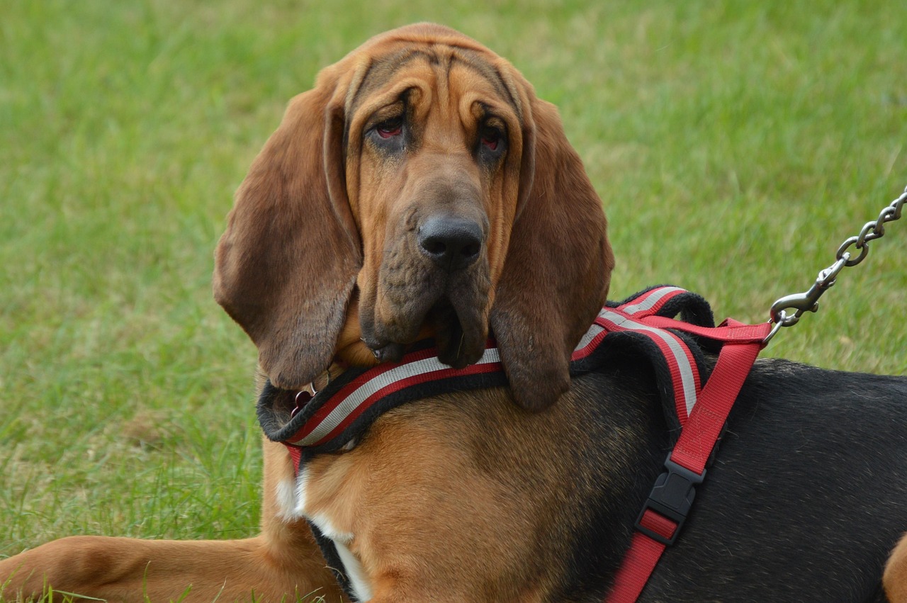 Bloodhound: The Nose That Knows Better (Image Credits: Pixabay)