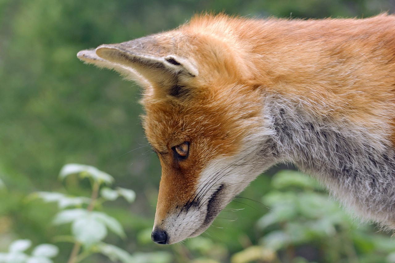 Red Foxes: Beautiful but Challenging According to Veterinary Behaviorists (Image Credits: Pixabay)