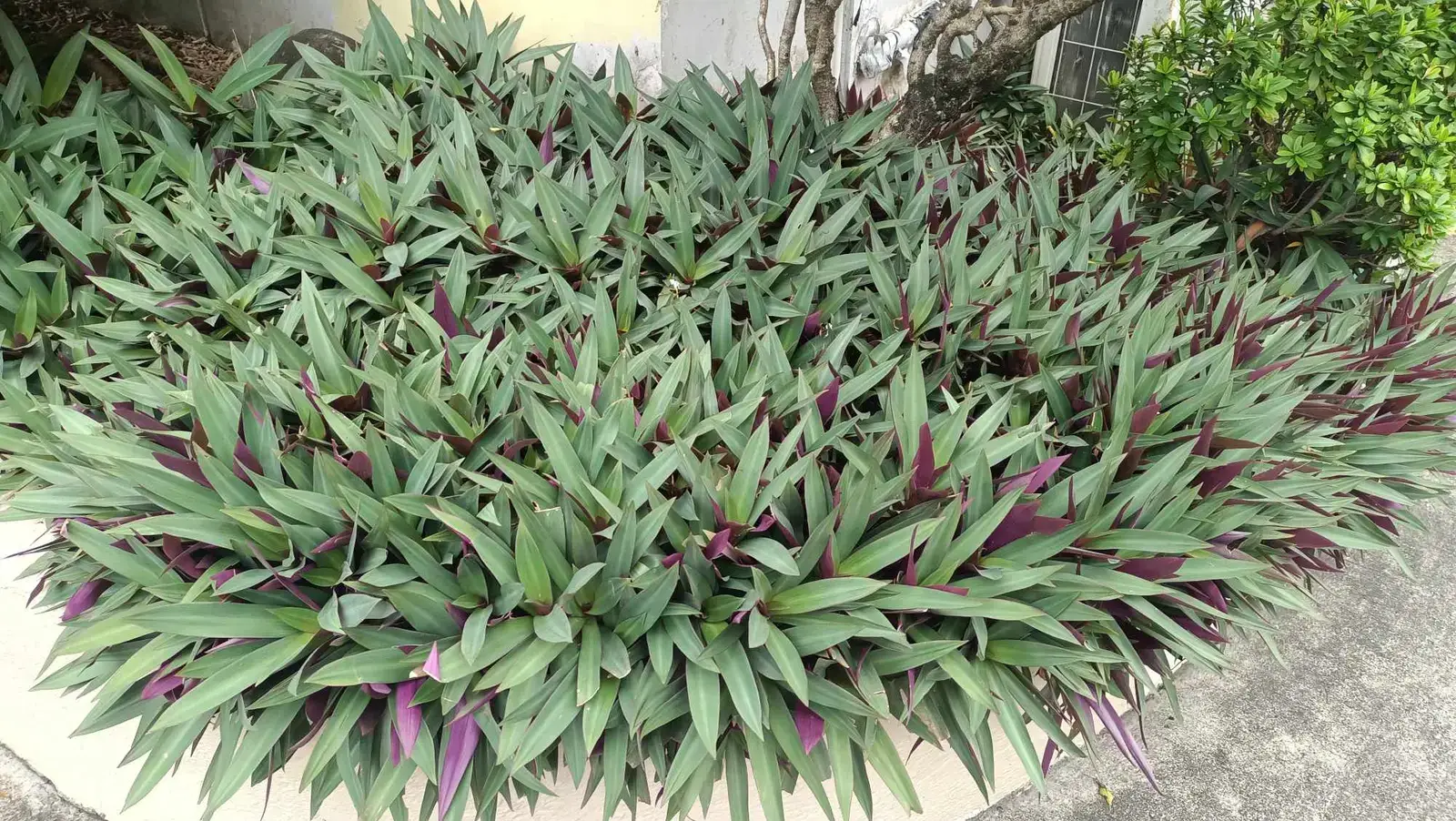 The Most Common Culprits Hiding on Your Shelves (Image Credits: Wikimedia)