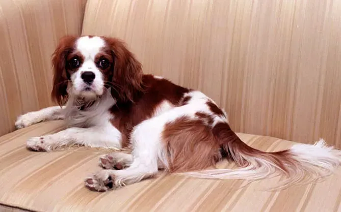 Cavalier King Charles Spaniel: The Ultimate Lap Warmer (Image Credits: Wikimedia)