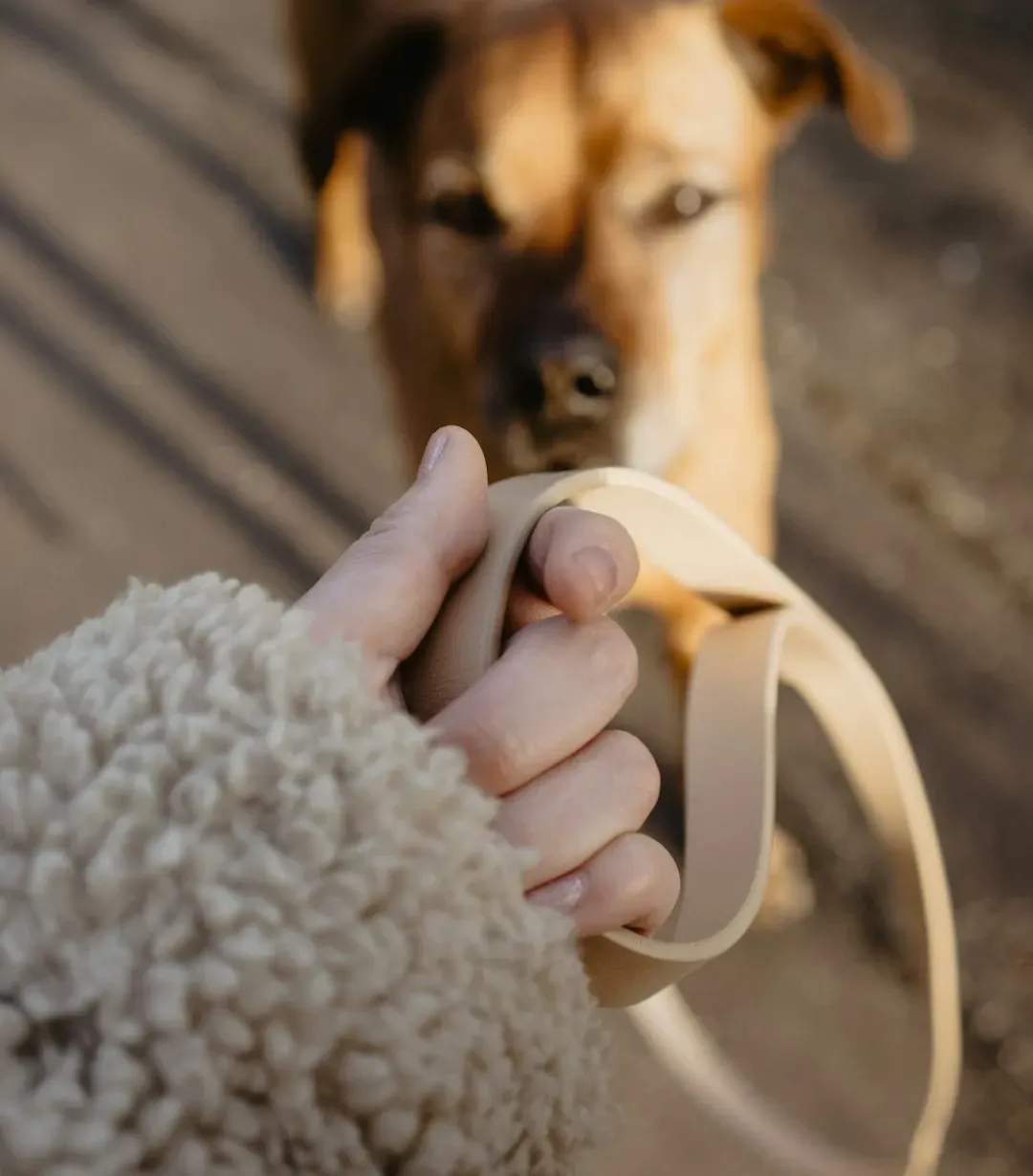 #12 - The Split-Second You Reach for the Leash (or Shoes) (Image Credits: Unsplash)