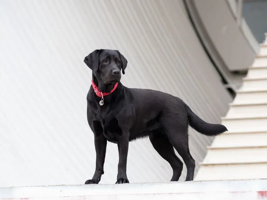 #9 Dogs Can Detect Human Diseases With Almost Unbelievable Accuracy (Image Credits: Pexels)