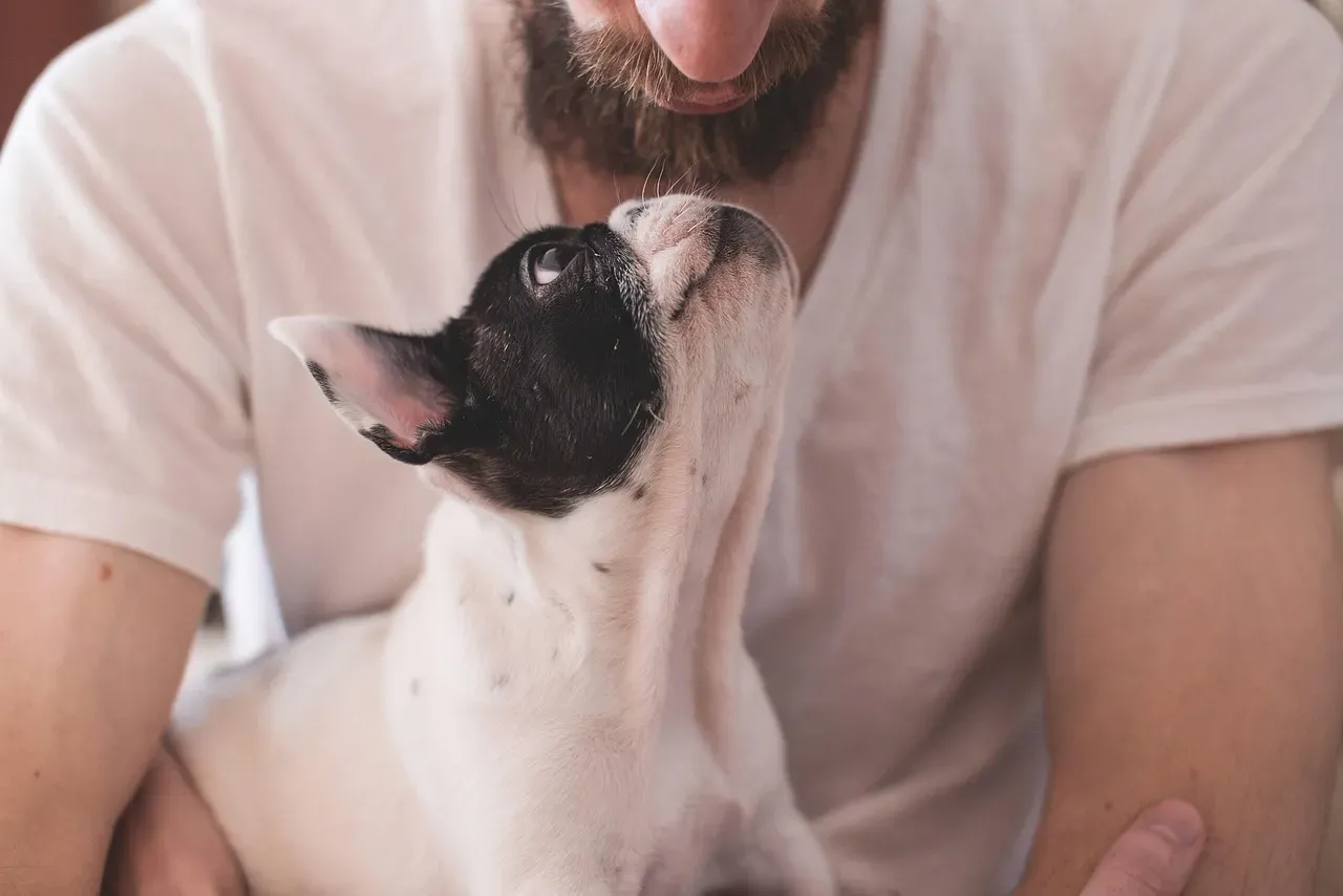 The Science of Canine Attachment: Your Dog Bonds Like a Baby (Image Credits: Pixabay)