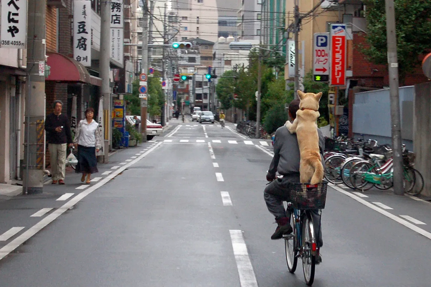 #2 - They Celebrate Very Specific Shared Rituals (Dog hitches a ride on bicycler in Osaka, Japan, CC BY-SA 2.0)