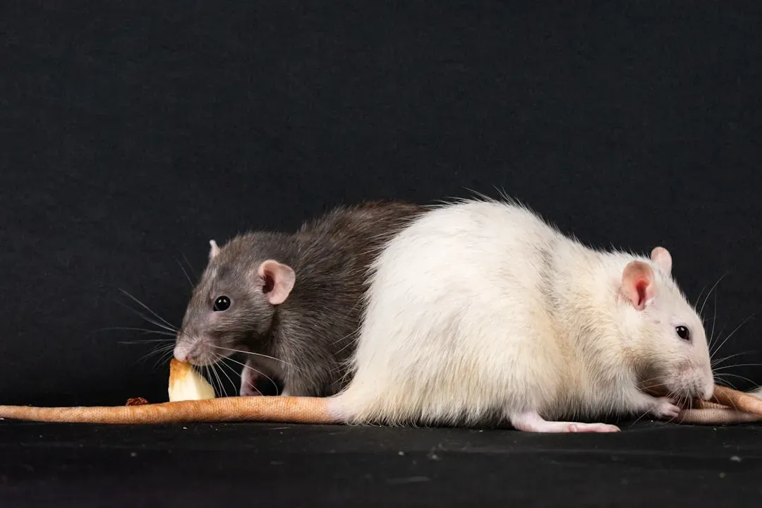 4. Grooming You Helps Them Feel Safe and In Control (Image Credits: Unsplash)