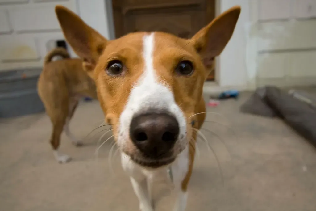 Canines Are Susceptible to Visual Illusions (Derek Bridges, Flickr, CC BY 2.0)