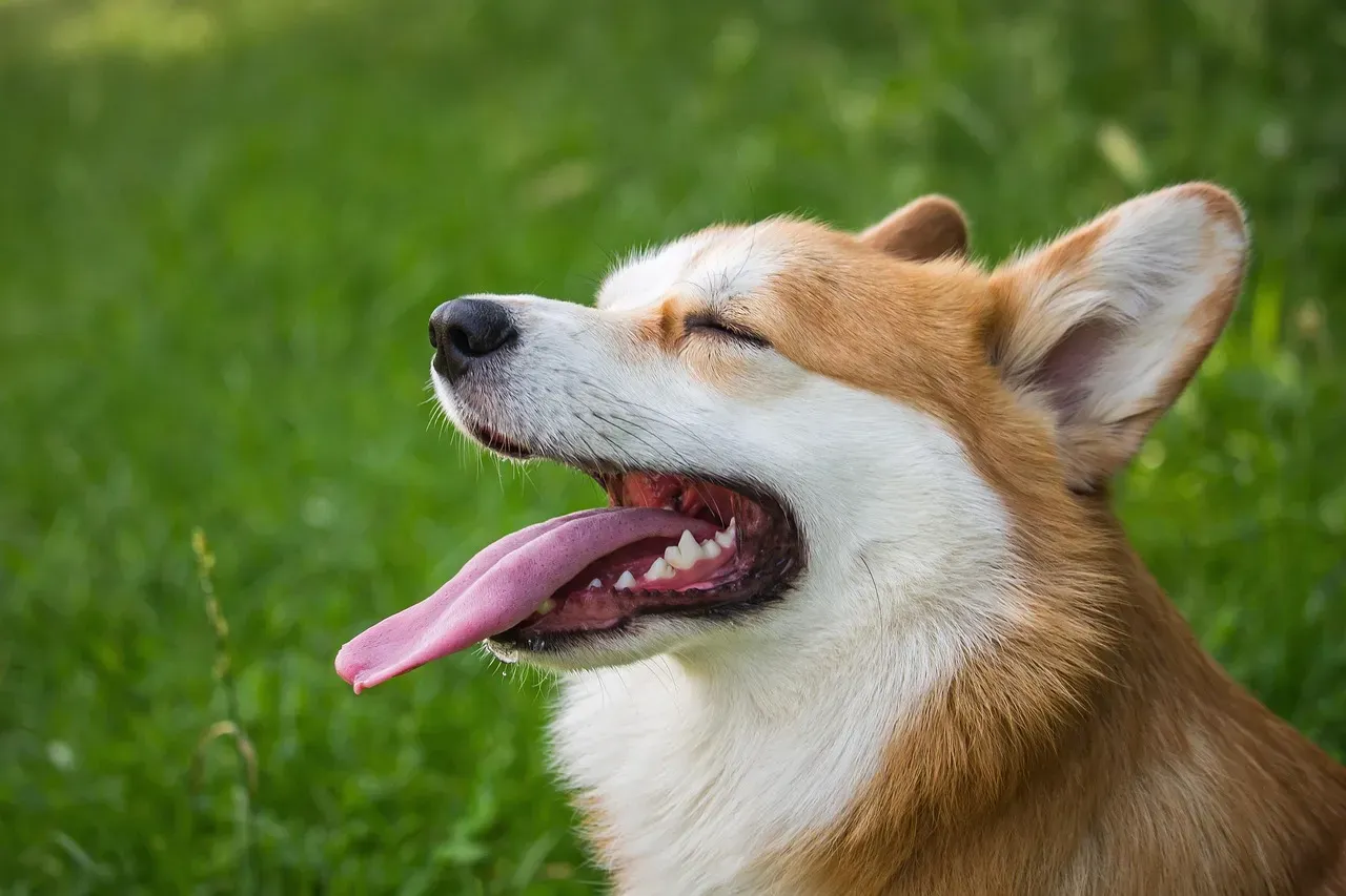 Pembroke Welsh Corgi (Image Credits: Pixabay)
