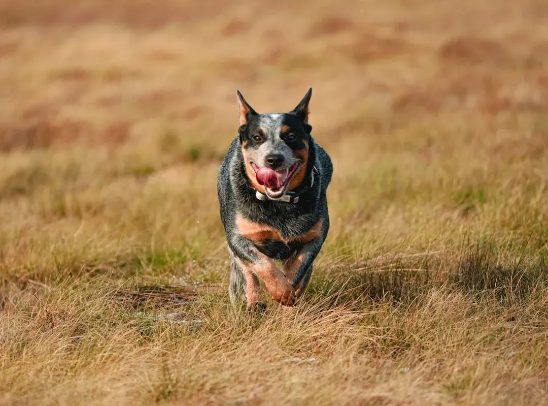 2. Their Heeling Style Comes From Controlled Nipping, Not Aggression (Image Credits: Unsplash)