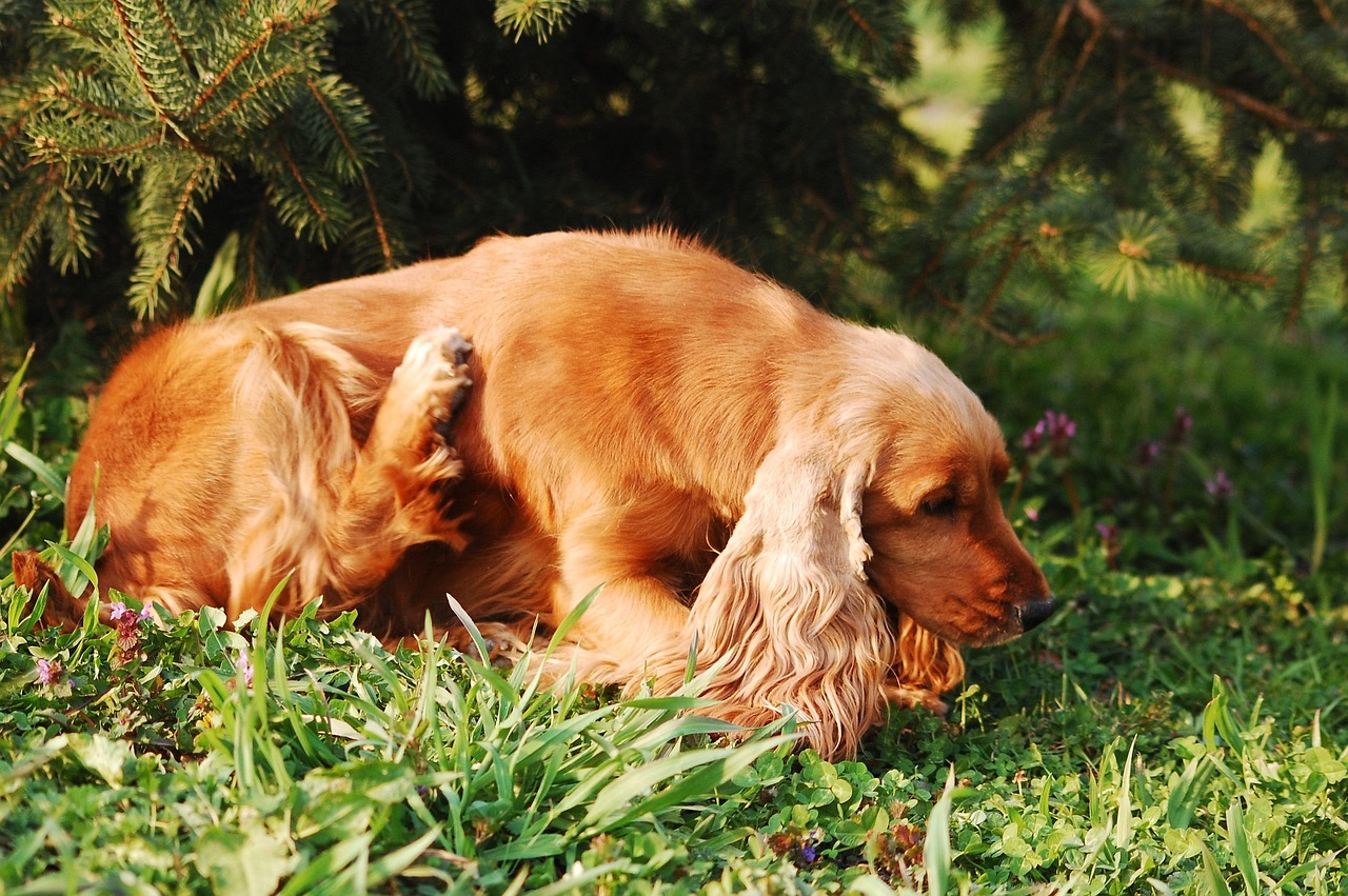Recognizing the Warning Signs Your Dog Has Fleas (Image Credits: Pixabay)