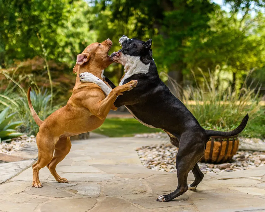 4. Never Try to Pet or "Befriend" an Aggressive Dog (Image Credits: Unsplash)