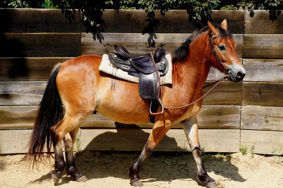 7. Paso Fino and Other High-Energy Gaited Breeds (Image Credits: Pexels)