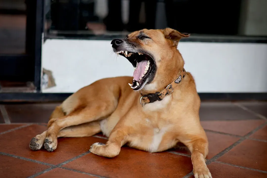 Calming Signals 101: The Quiet Language Your Dog Uses Every Day (Image Credits: Unsplash)