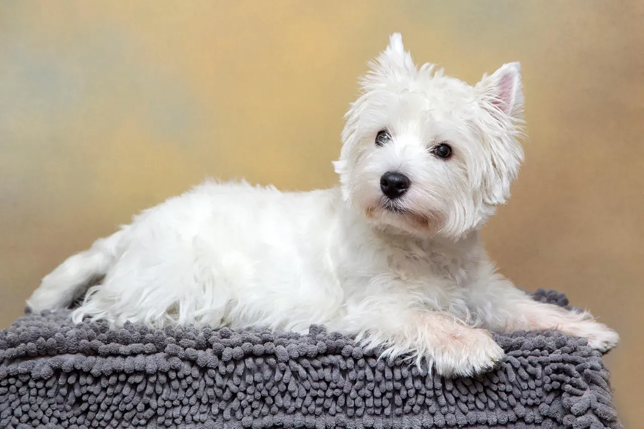 11. The West Highland White Terrier (Westie): The Alarm That Never Turns Off (Image Credits: Pixabay)