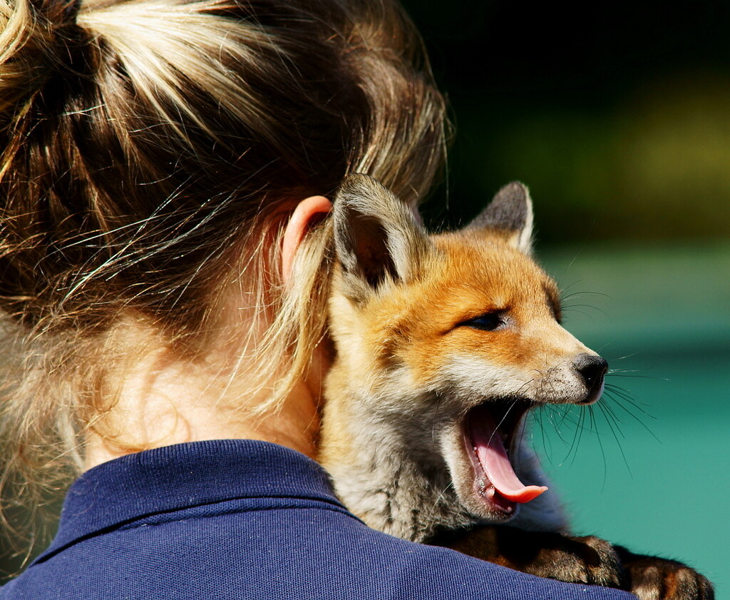 Cognitive Health and Brain Power (Image Credits: Flickr)