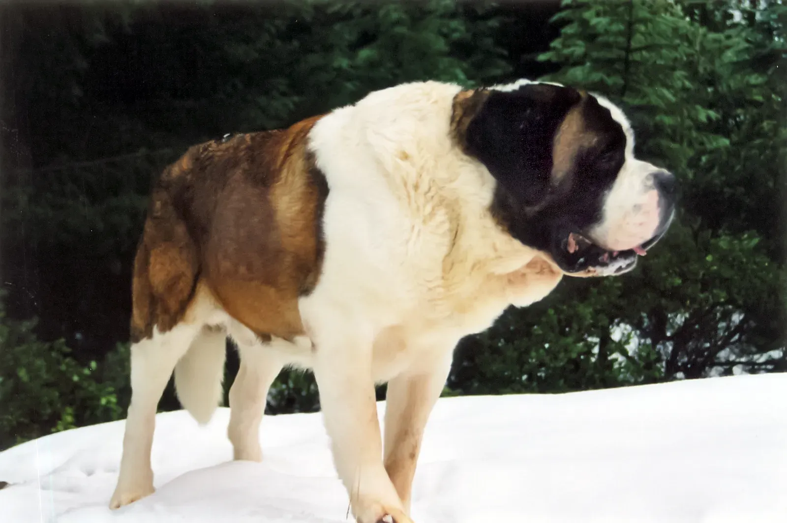 1. Saint Bernard – The Avalanche Rescuer With a Built‑In Compass for Humans (Transferred from en.wikipedia to Commons by Isthmus., CC BY 2.5)