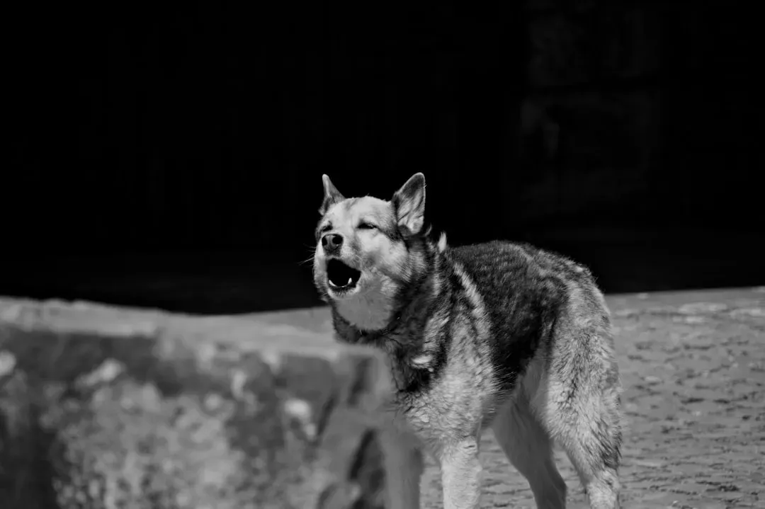 #1 - Nighttime Barking That Won't Quit (Image Credits: Unsplash)
