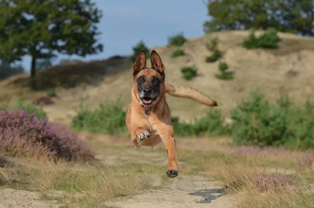 6. Belgian Malinois: The High-Drive Hero for Active Families (Image Credits: Pixabay)