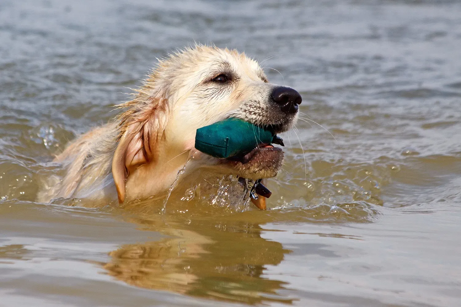 8. Golden Retriever: The Patient, Big-Hearted Problem Solver (Image Credits: Wikimedia)