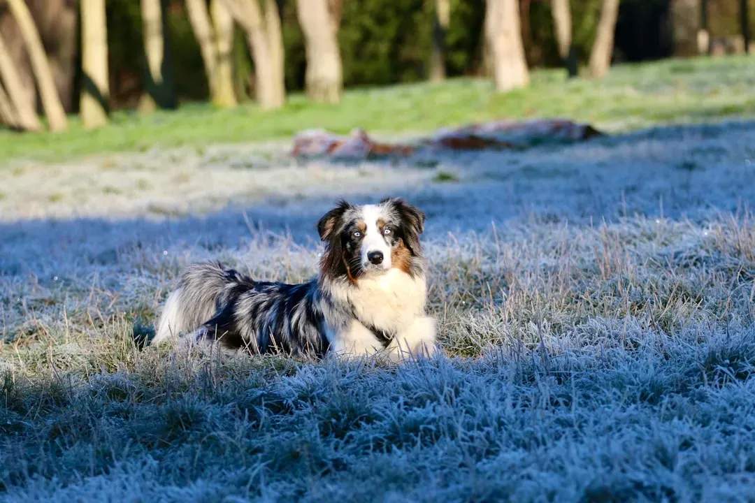 A Note on Care: Every Dog Deserves Climate-Smart Ownership (Image Credits: Unsplash)