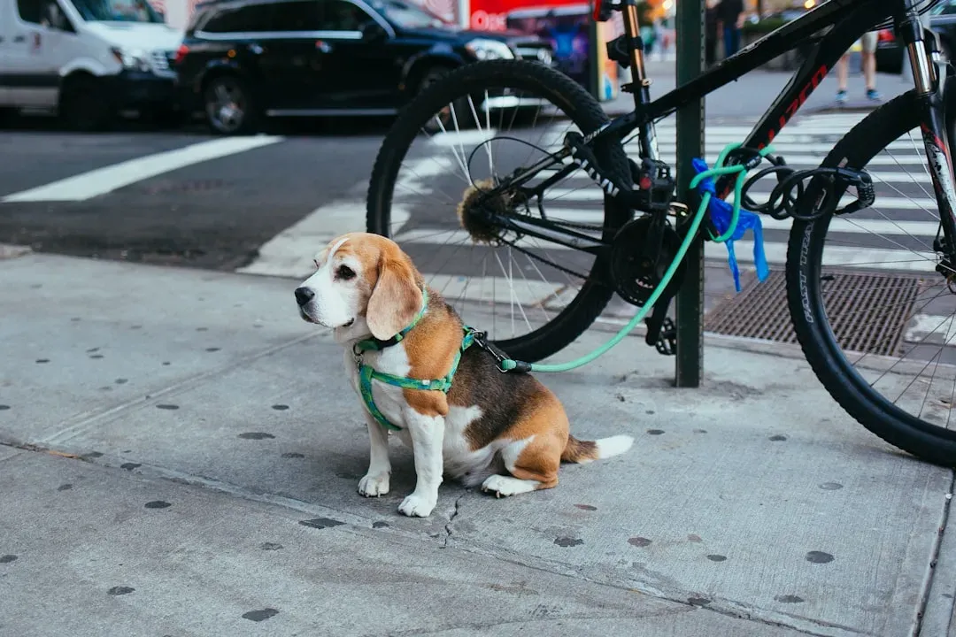 Beagle (From a Responsible, Moderate Line) (Image Credits: Unsplash)