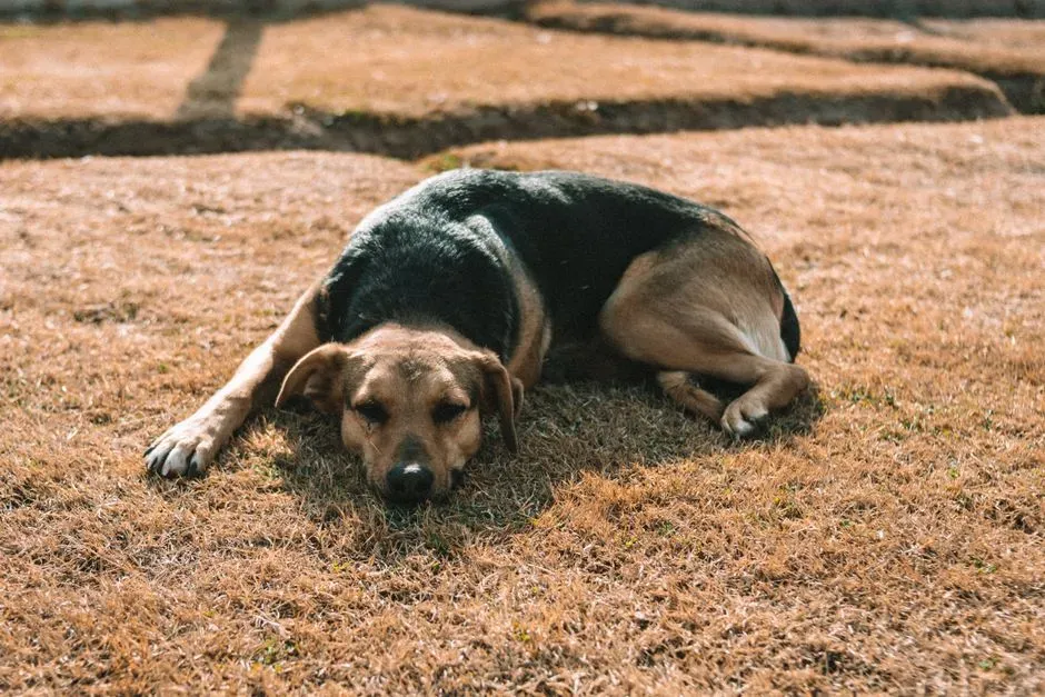 Noticeable Drop in Energy Levels (Image Credits: Pexels)