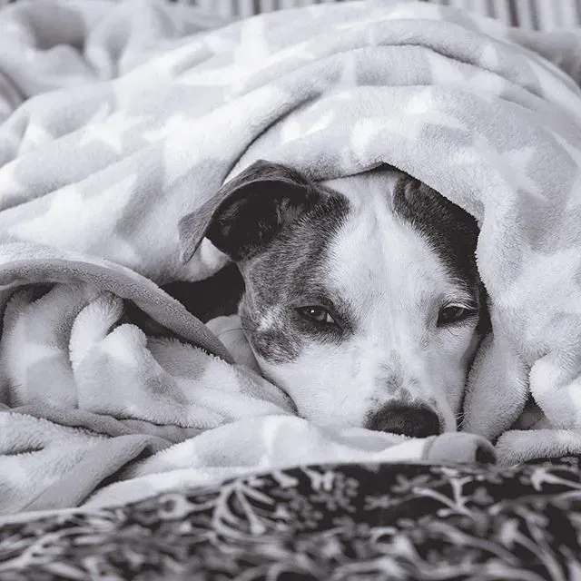 Burrowing Under Blankets for Extra Security (UnknownNet Photography, Flickr, CC BY-SA 2.0)
