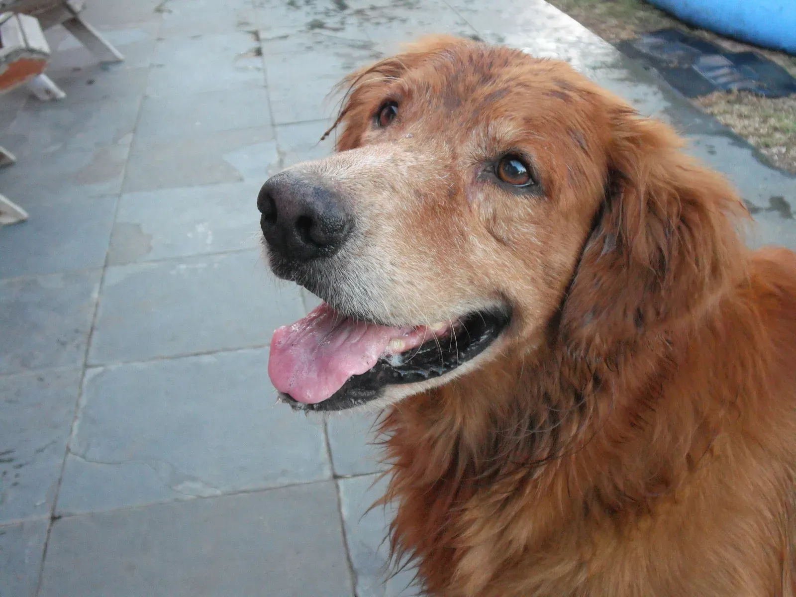 Mastering the Irresistible Gaze (By Teles, CC BY-SA 3.0)