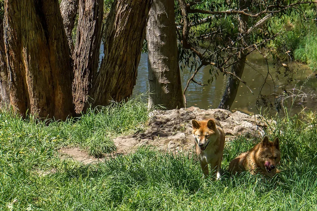 Why This Matters For Conservation, Management, And Our Own Ethics (Image Credits: Unsplash)
