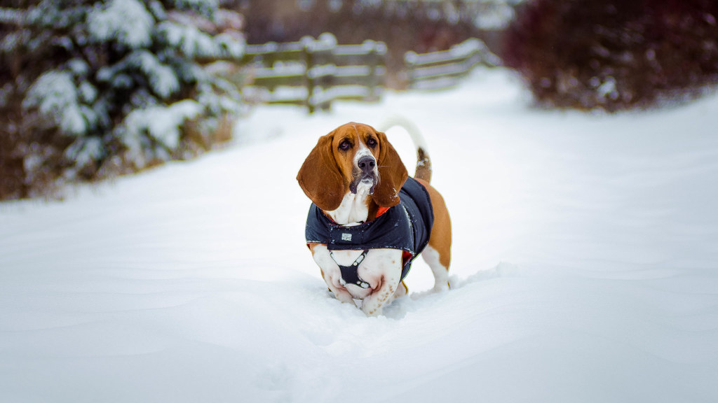 Basset Hounds - Low Riders Feeling the Chill (Image Credits: Flickr)