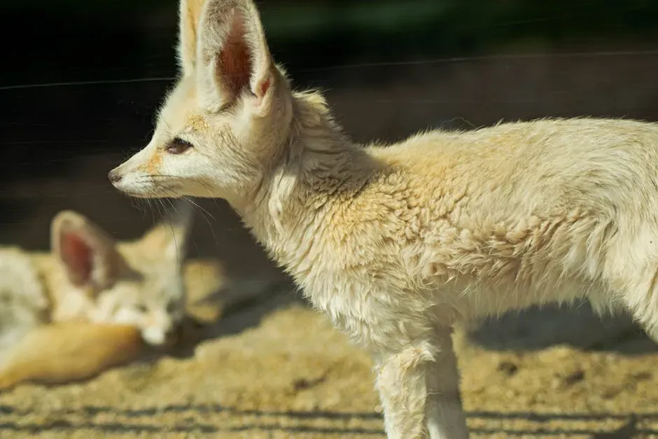 #1: The World's Smallest Fox With the Most Oversized Personality (Image Credits: Pexels)