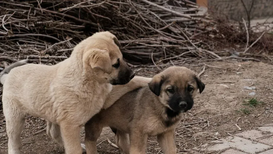 #8 Tolerance for Frustration and Sharing (Image Credits: Pexels)