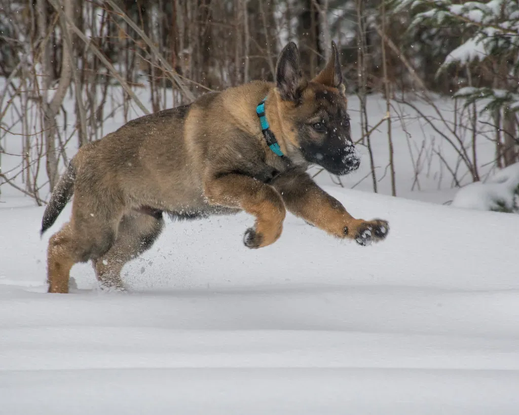 10. German Shepherd (Image Credits: Flickr)