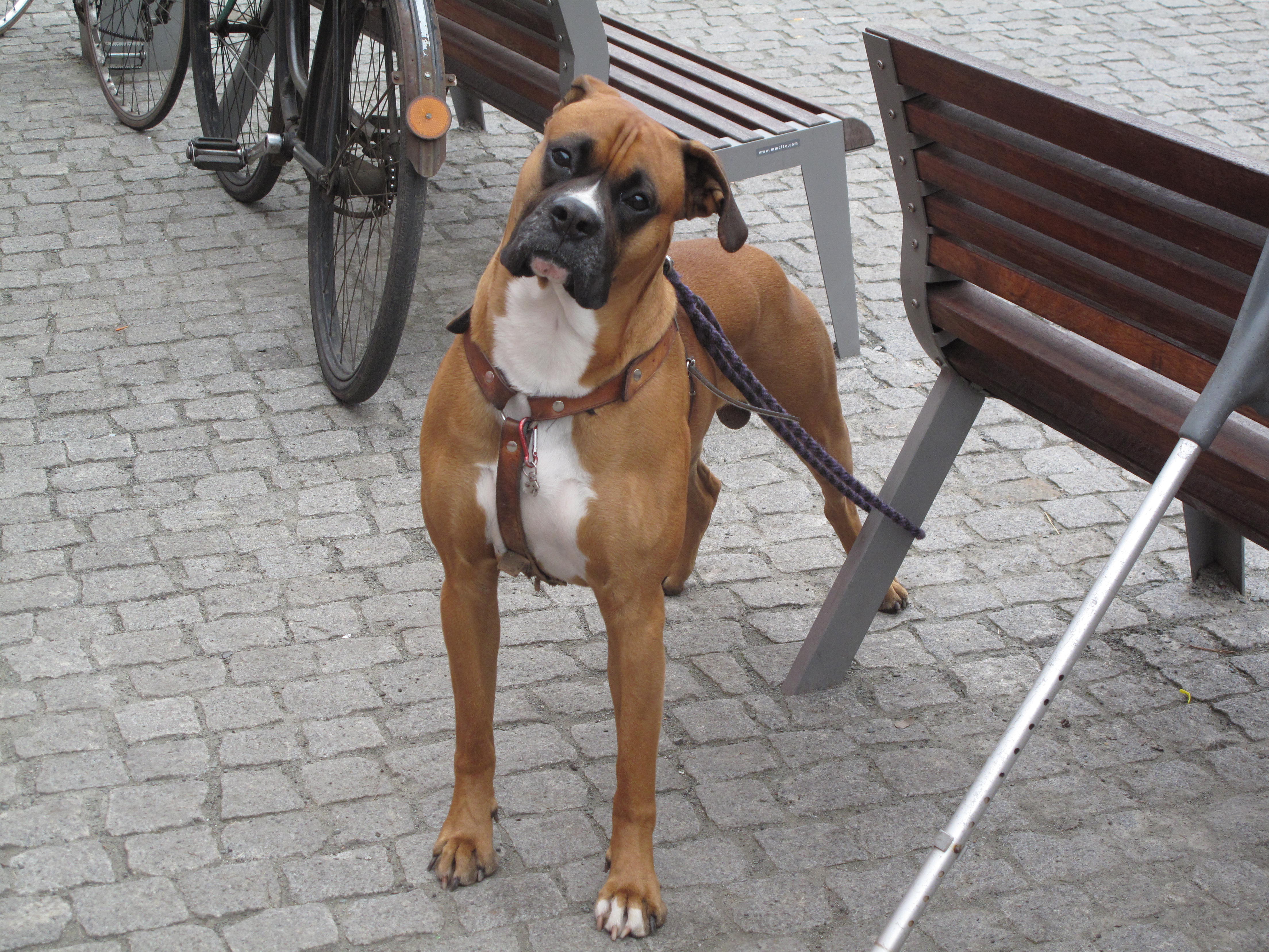 The Evolution Behind the Behavior (Image Credits: Wikimedia)