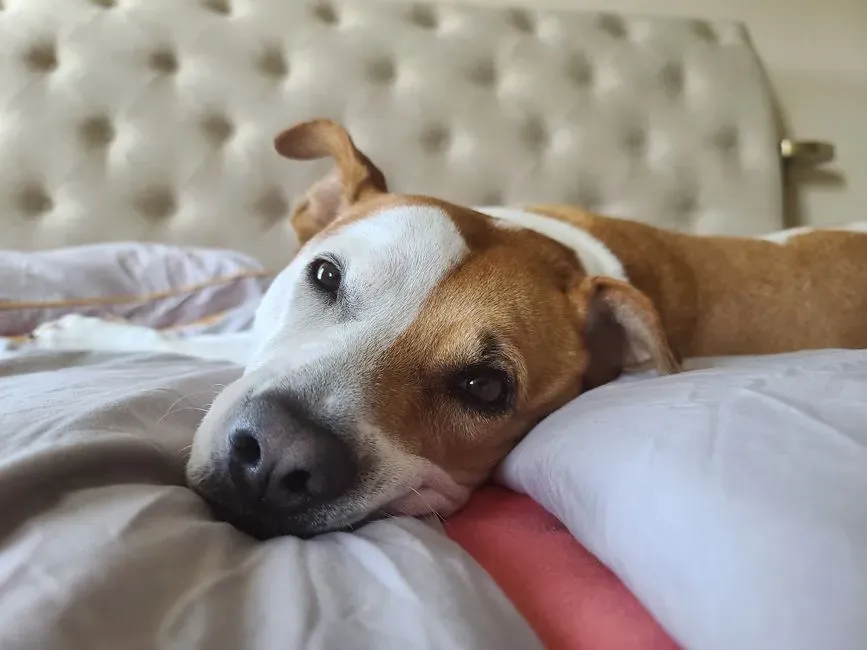 Taurus (Again) vs. Cancer: The Subtle Difference in Dog‑First Living (Image Credits: Pexels)