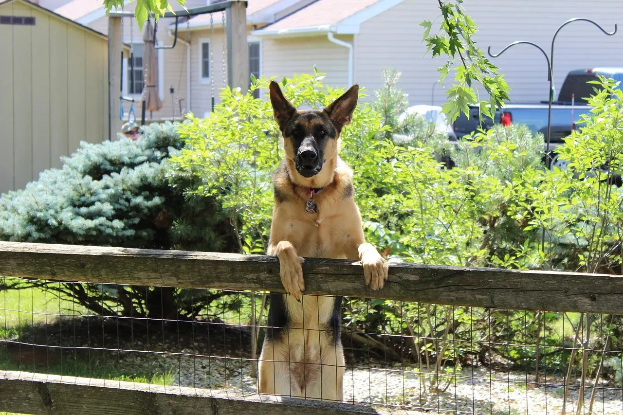German Shepherds: The Escape Artists With a Plan (Image Credits: Pixabay)