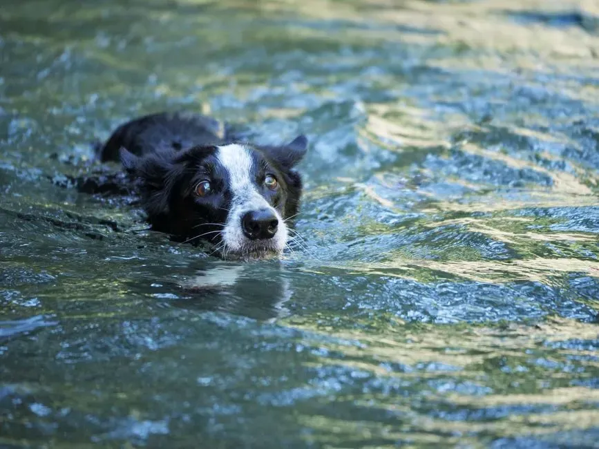 Conclusion: Loving Your Dog Means Questioning Your Instincts (Image Credits: Pexels)